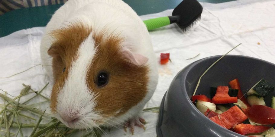 <time datetime="2022-12-05T10:51:30+00:00">5 de diciembre de 2022</time> | <a href="https://www.escola-horitzo.cat/author/kike/">Super User</a> | <a href="https://www.escola-horitzo.cat/category/el-dia-a-dia/" rel="tag">El dia a dia</a> | <a href="https://www.escola-horitzo.cat/2022/12/05/responsabilitats-de-grans/#respond">No hay comentarios<span class="screen-reader-text"> en RESPONSABILITATS DE GRANS</span></a>