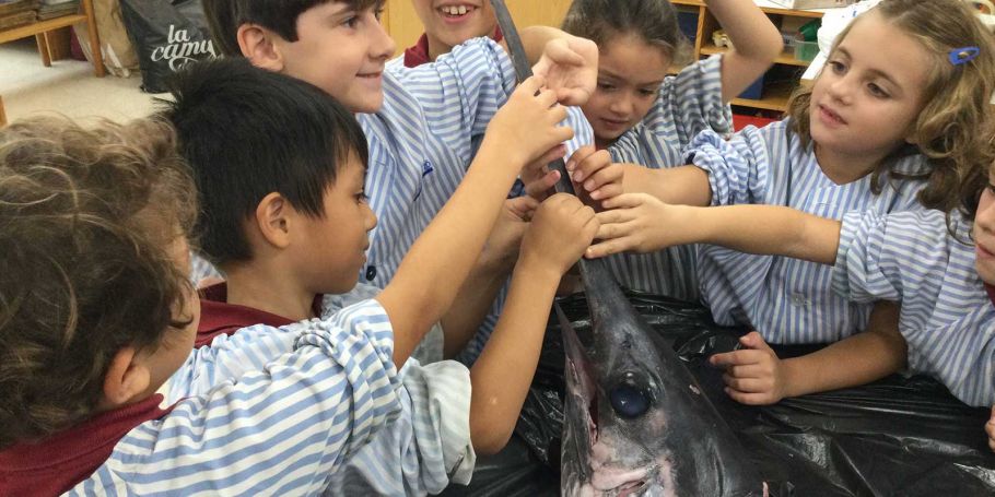 <time datetime="2023-10-23T15:37:36+00:00">23 de octubre de 2023</time> | <a href="https://www.escola-horitzo.cat/author/kike/">Super User</a> | <a href="https://www.escola-horitzo.cat/category/el-dia-a-dia/" rel="tag">El dia a dia</a> | <a href="https://www.escola-horitzo.cat/2023/10/23/comencant-un-nou-projecte/#respond">No hay comentarios<span class="screen-reader-text"> en Començant un nou projecte</span></a>