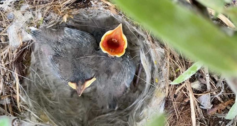 <time datetime="2022-07-11T10:06:09+00:00">11 de julio de 2022</time> | <a href="https://www.escola-horitzo.cat/author/kike/">Super User</a> | <a href="https://www.escola-horitzo.cat/category/el-dia-a-dia/" rel="tag">El dia a dia</a> | <a href="https://www.escola-horitzo.cat/2022/07/11/projecte-cueretes/#respond">No hay comentarios<span class="screen-reader-text"> en Projecte cueretes</span></a>