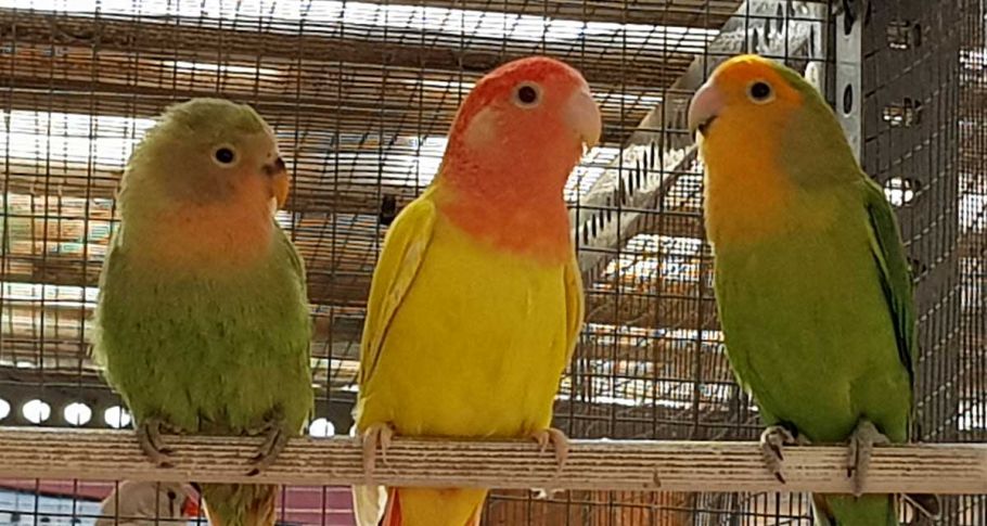 <time datetime="2021-11-08T11:27:53+00:00">8 de noviembre de 2021</time> | <a href="https://www.escola-horitzo.cat/author/kike/">Super User</a> | <a href="https://www.escola-horitzo.cat/category/el-dia-a-dia/" rel="tag">El dia a dia</a> | <a href="https://www.escola-horitzo.cat/2021/11/08/fenotip-i-genotip/#respond">No hay comentarios<span class="screen-reader-text"> en Fenotip i genotip</span></a>