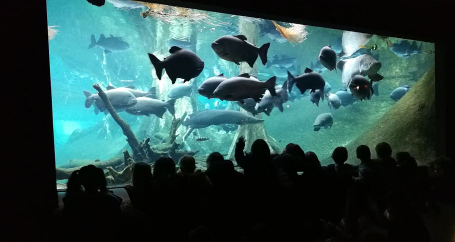 <time datetime="2018-04-16T13:27:07+00:00">16 de abril de 2018</time> | <a href="https://www.escola-horitzo.cat/author/kike/">Super User</a> | <a href="https://www.escola-horitzo.cat/category/el-dia-a-dia/" rel="tag">El dia a dia</a> | <a href="https://www.escola-horitzo.cat/2018/04/16/experiencia-al-cosmocaixa/#respond">No hay comentarios<span class="screen-reader-text"> en Experiència al CosmoCaixa</span></a>