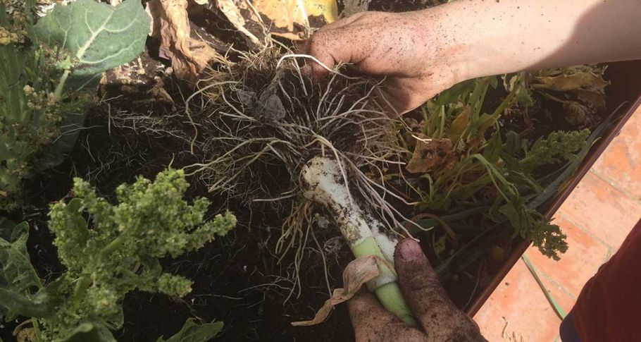 <time datetime="2018-05-03T14:40:48+00:00">3 de mayo de 2018</time> | <a href="https://www.escola-horitzo.cat/author/kike/">Super User</a> | <a href="https://www.escola-horitzo.cat/category/el-dia-a-dia/" rel="tag">El dia a dia</a> | <a href="https://www.escola-horitzo.cat/2018/05/03/darrera-collita-dhivern/#respond">No hay comentarios<span class="screen-reader-text"> en Darrera collita d’hivern</span></a>