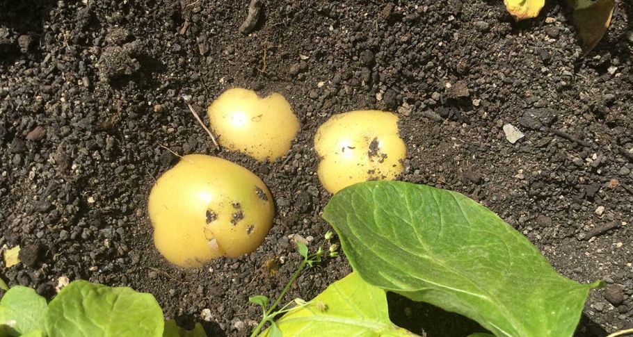 <time datetime="2018-06-19T16:29:05+00:00">19 de junio de 2018</time> | <a href="https://www.escola-horitzo.cat/author/kike/">Super User</a> | <a href="https://www.escola-horitzo.cat/category/el-dia-a-dia/" rel="tag">El dia a dia</a> | <a href="https://www.escola-horitzo.cat/2018/06/19/del-test-al-plat/#respond">No hay comentarios<span class="screen-reader-text"> en Del test al plat</span></a>