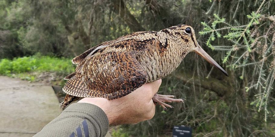 <time datetime="2024-12-12T11:16:00+00:00">12 de diciembre de 2024</time> | <a href="https://www.escola-horitzo.cat/author/kike/">Super User</a> | <a href="https://www.escola-horitzo.cat/category/el-dia-a-dia/" rel="tag">El dia a dia</a> | <a href="https://www.escola-horitzo.cat/2024/12/12/una-becada-al-jardi-botanic-de-barcelona/#respond">No hay comentarios<span class="screen-reader-text"> en Una becada al Jardí Botànic de Barcelona?</span></a>