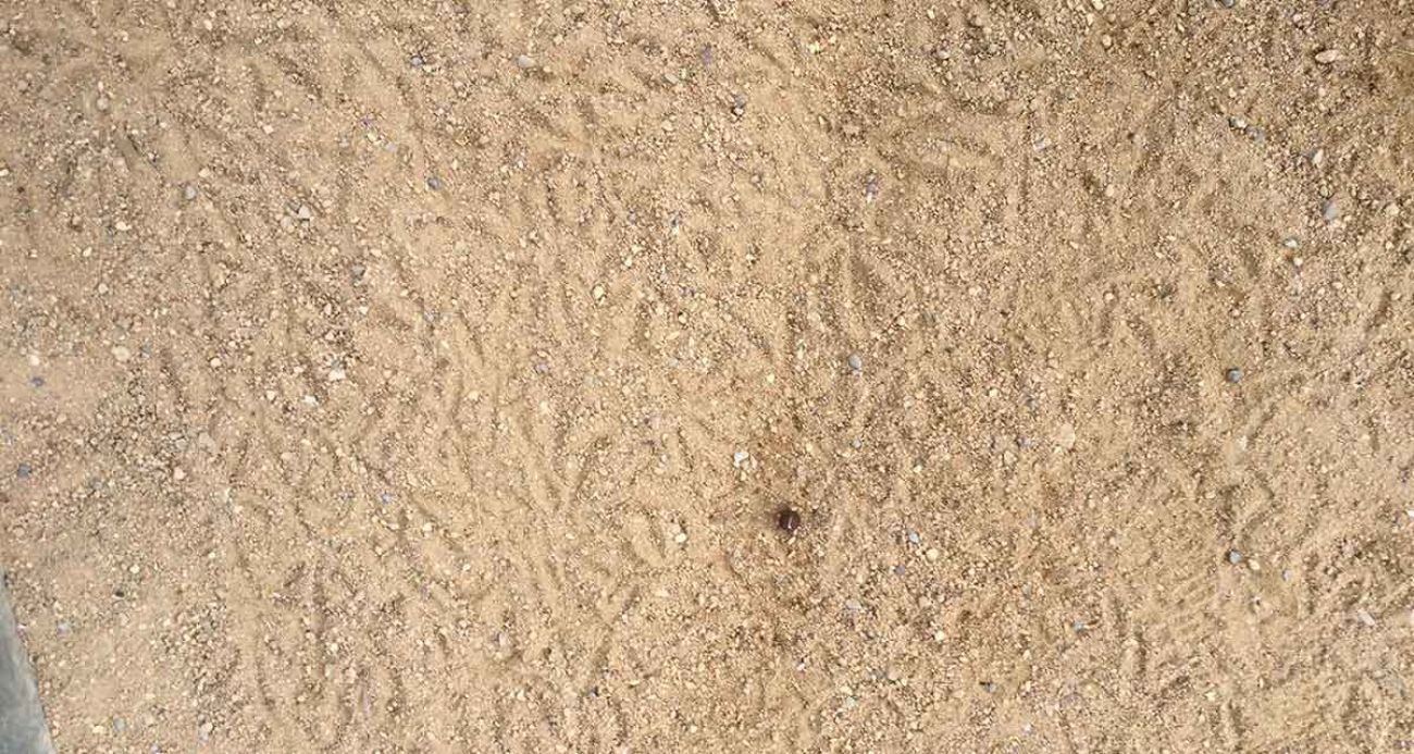 De qui són les petjades