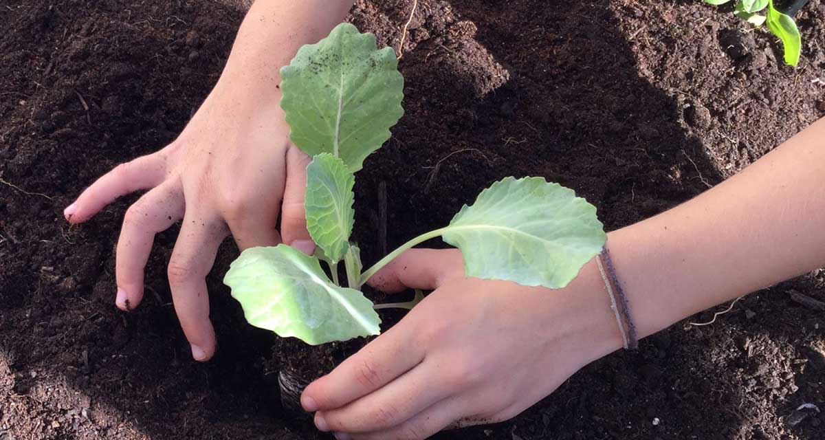 L'hort de l'Escola
