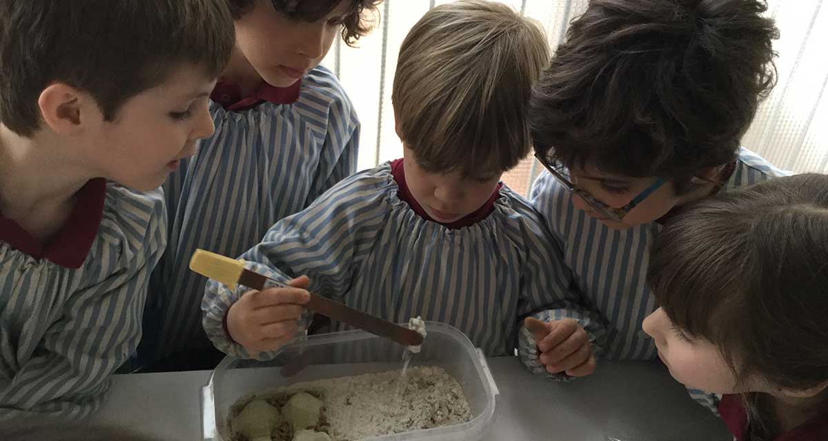 Els cucs de la farina